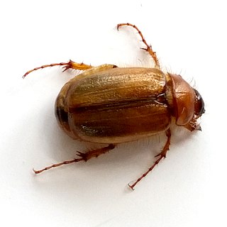 <i>Costelytra giveni</i> Species of beetle