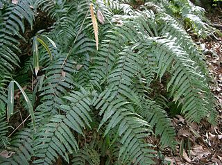 <span class="mw-page-title-main">Gleicheniaceae</span> Family of ferns