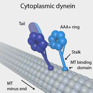 <span class="mw-page-title-main">Dynein</span> Class of enzymes