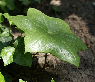 <i>Podophyllum pleianthum</i> Species of plant in the genus Podophyllum