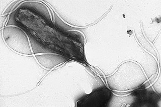 <i>Helicobacter pylori</i> Species of bacteria