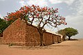 Image 4A Flame tree against brick building in Mali  4. Tree  3 is Delonix regia commonly known as Royal Poinciana.