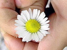 Une fleur jaune et blanche tenue entre deux mains.