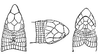 <i>Geocalamus</i> Genus of amphisbaenians