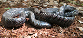 <span class="mw-page-title-main">Black file snake</span> Species of snake