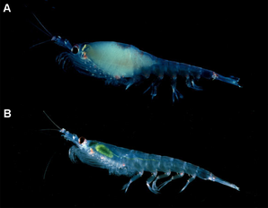 Gravid krill