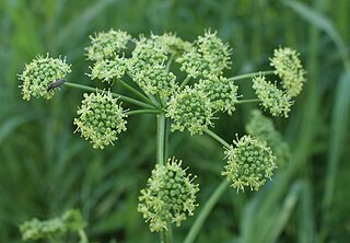 <i>Heracleum sibiricum</i> Species of flowering plant