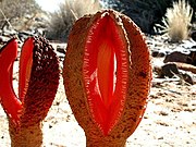 Hydnora africana (unterirdische Frucht nicht im Bild)