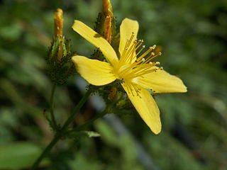 <i>Hypericum <span style="font-style:normal;">sect.</span> Adenosepalum</i> Group of flowering plants