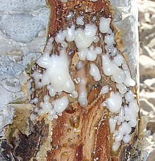 Frankincense resin seeping out of B. sacra trunk Incenso-1.jpg