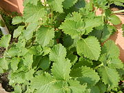 Plectranthus amboinicus (Kubanischer Oregano)