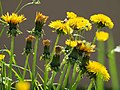 Ормаменьксэнь тюжа цеця (Taraxacum officinale)