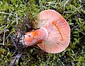 next to a spruces plantation. Orange milk at injured gills (Selters/Taunus)