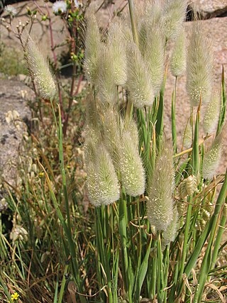 <i>Lagurus ovatus</i> Species of grass