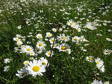 daisies