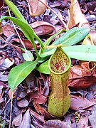 Nepenthes thai