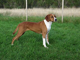 <span class="mw-page-title-main">Hygen Hound</span> Dog breed