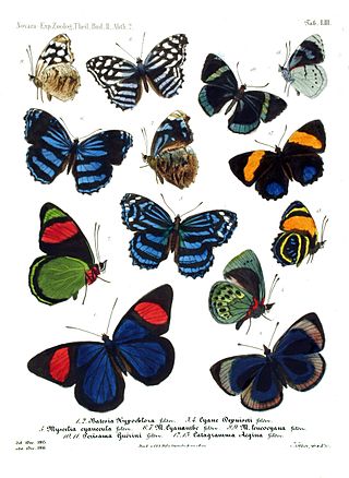 <span class="mw-page-title-main">Nymphalidae</span> Largest butterfly family