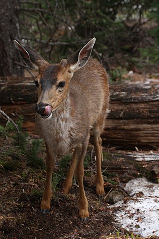 <span class="mw-page-title-main">Black-tailed deer</span> Subspecies of deer