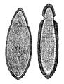 Orthonectida,