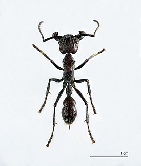 Муравей Paraponera clavata