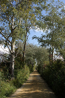 Allée d'arbres sur l'Île Saint-Pierre où séjourna et se promena Jean-Jacques Rousseau.