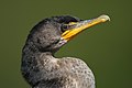 41 Phalacrocorax auritus created and uploaded by Mdf and nominated by Richard Bartz