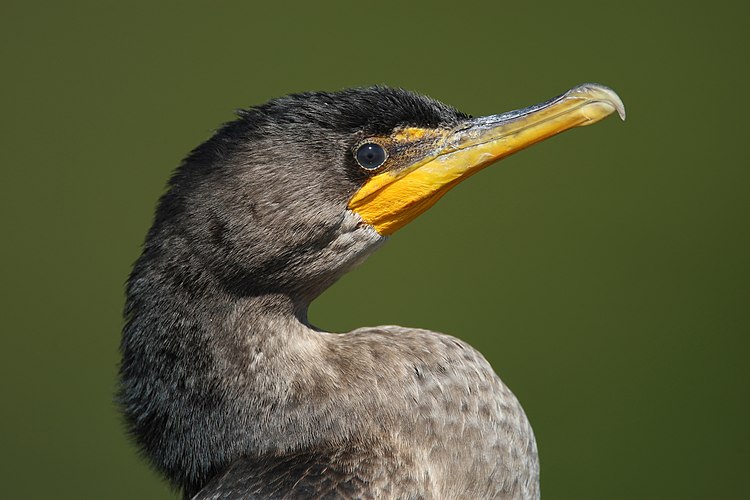 Голова ушастого баклана (Phalacrocorax auritus)