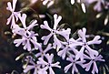 Phlox bifida