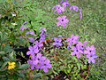 Phlox stolonifera