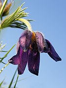 Pulsatilla vulgaris