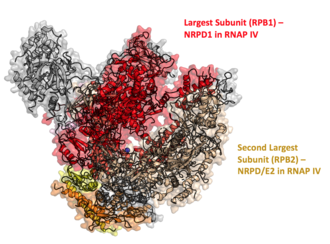 Structure of RNA Polymerase II as a model for the structure of RNA Polymerase IV, which is currently under research. RNA Polymerase II.png