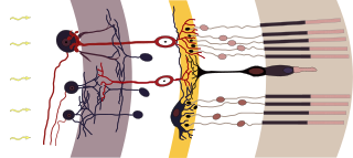 <span class="mw-page-title-main">Rod cell</span> Photoreceptor cells that can function in lower light better than cone cells