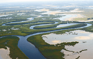 <span class="mw-page-title-main">Guinean mangroves</span> Coastal tidal mangrove swamp ecoregion on West African coast