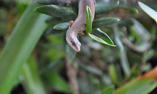 <i>Saproscincus</i> Genus of lizards