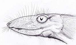 Scaloposaurus