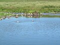 Malhelaj mevoj ĉe Morry's Pond