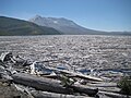 Spirit Lake with tree mats and Mount St. Helens