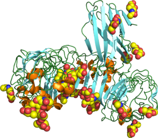 <span class="mw-page-title-main">Toll-like receptor 4</span> Protein-coding gene in the species Homo sapiens