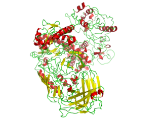 <span class="mw-page-title-main">Polymerase</span> Class of enzymes which synthesize nucleic acid chains or polymers