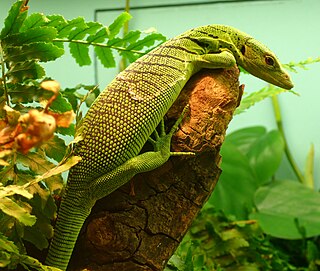 <span class="mw-page-title-main">Emerald tree monitor</span> Species of lizard