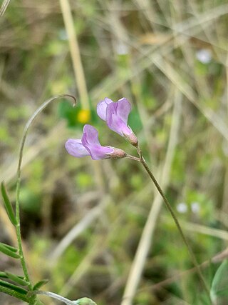 <i>Vicia parviflora</i> Species of plant