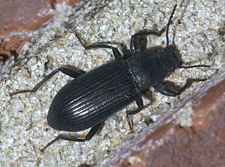 <i>Xylopinus</i> Genus of beetles