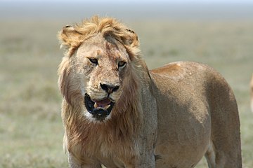 Leu tânăr din Serengeti