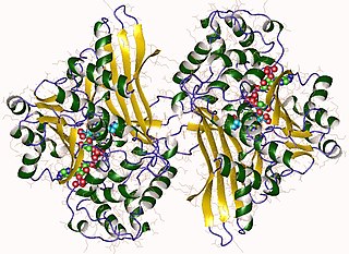 <span class="mw-page-title-main">Saccharopine dehydrogenase (NADP+, L-glutamate-forming)</span>