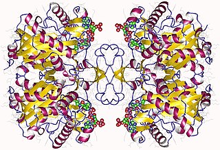 <span class="mw-page-title-main">HADHB</span> Protein-coding gene in the species Homo sapiens