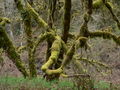 Moss-covered tree, Corvallis, Oregon