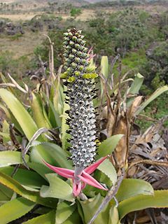 <i>Aechmea <span style="font-style:normal;">subg.</span> Macrochordion</i> Subgenus of flowering plants