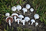 Thumbnail for File:Agaricus-campestris-michoacan.jpg