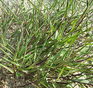 <i>Agrostis stolonifera</i> Species of grass